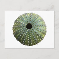 Shell de urchin de mar