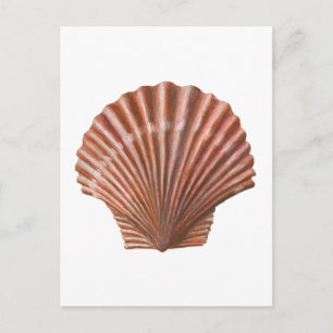 Postal Shell de vieira