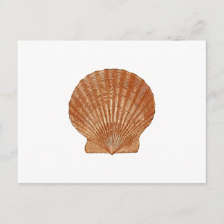Postal Shell de vieira de bahía