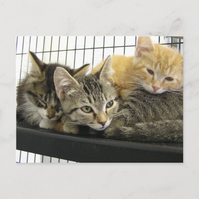 Postal Shelter Kittens (Anverso)