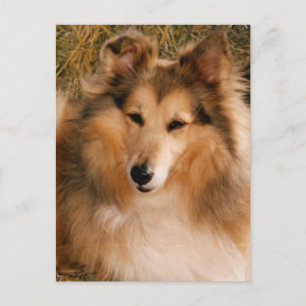 Postal Sheltie