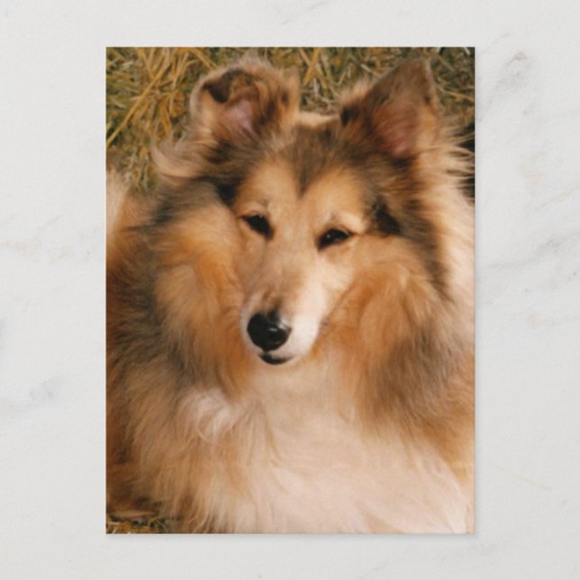 Postal Sheltie (Anverso)
