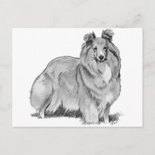Postal Sheltie