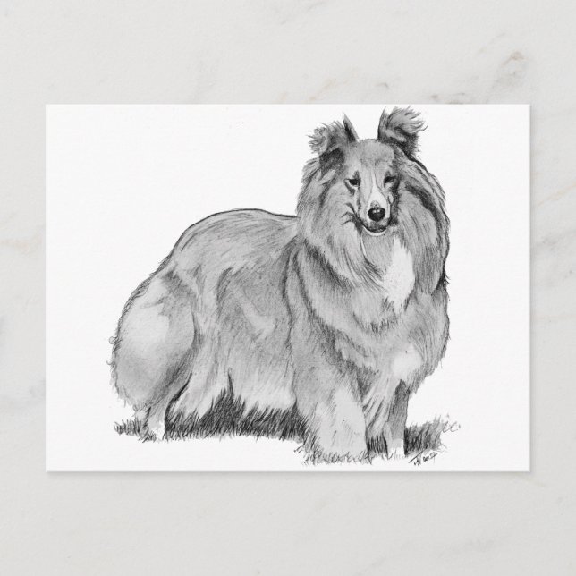 Postal Sheltie (Anverso)