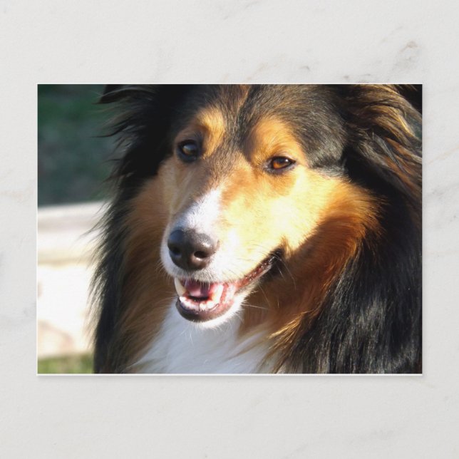Postal Sheltie (Anverso)