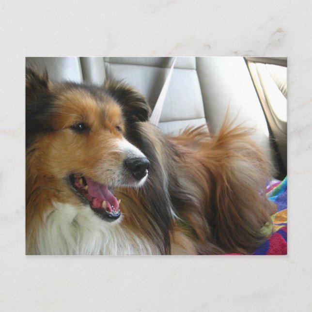 Postal Sheltie en el coche (Anverso)