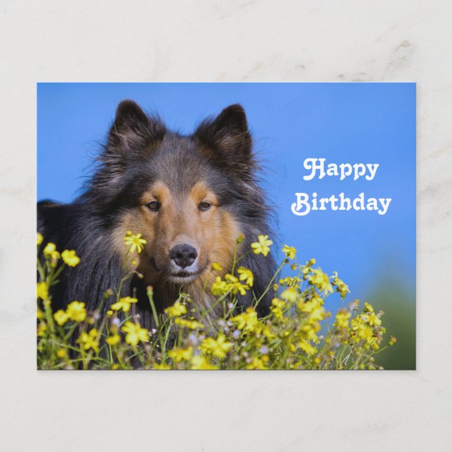 Postal Sheltie Floral Photo Birday (Anverso)