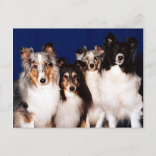 Postal Sheltie Group