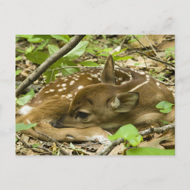Postal Shenandoah NP, Virginia, Estados Unidos (Anverso)