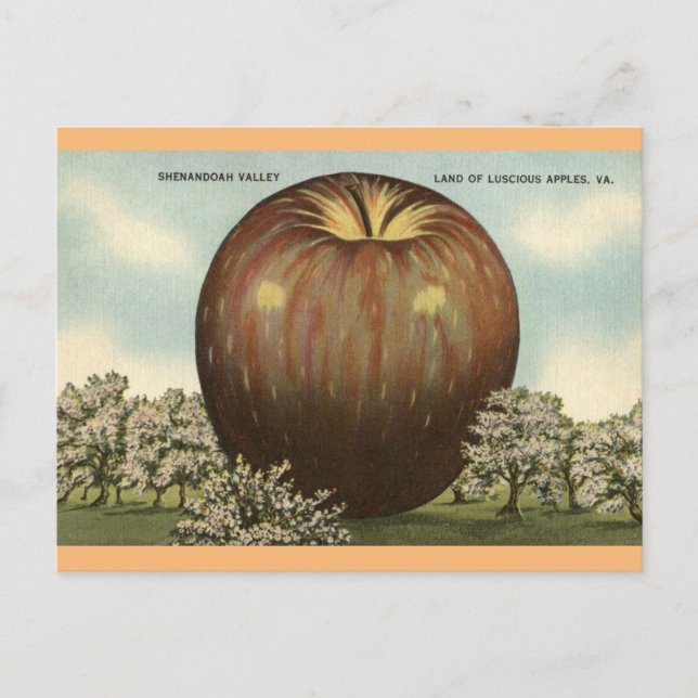 Postal Shenandoah Valley, Virginia Giant Apple Postcard (Anverso)