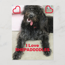 Postal Shepadoodle