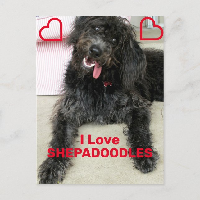 Postal Shepadoodle (Anverso)