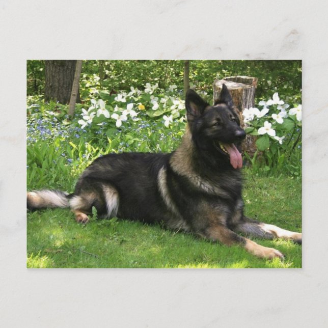 Postal Shepherd (Anverso)