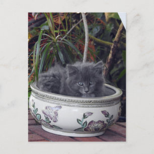 Postal Sherlock Potted