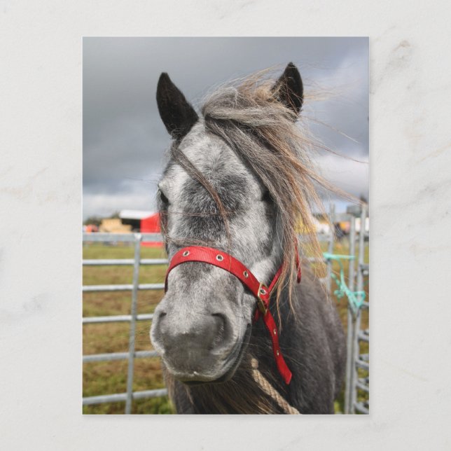 Postal Shetland Pony (Anverso)