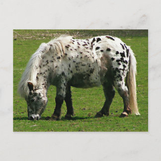 Postal Shetland Pony