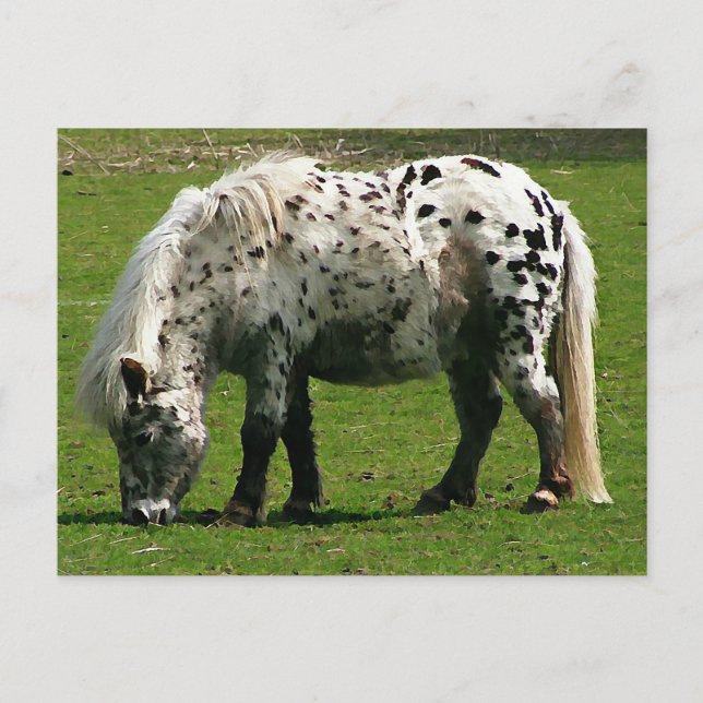 Postal Shetland Pony (Anverso)