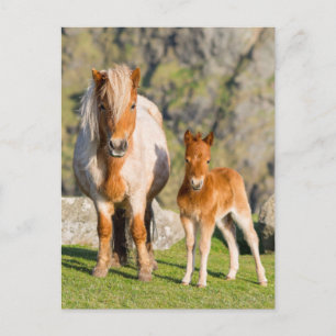 Postal Shetland Pony en pastizal cerca de acantilados alt