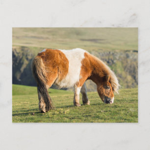 Postal Shetland Pony en pastizal cerca de acantilados alt