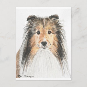 Postal Shetland Sheepdog
