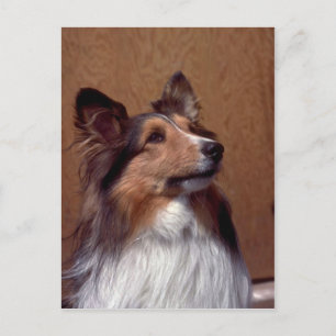 Postal Shetland Sheepdog
