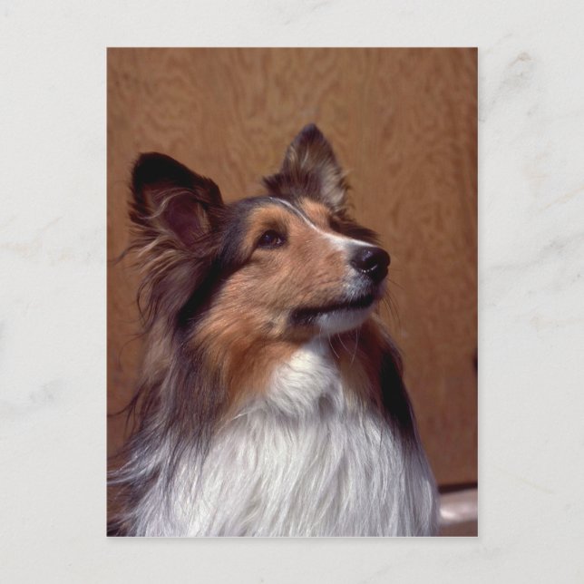 Postal Shetland Sheepdog (Anverso)
