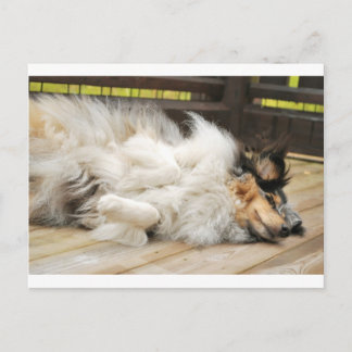 Postal Shetland Sheepdog