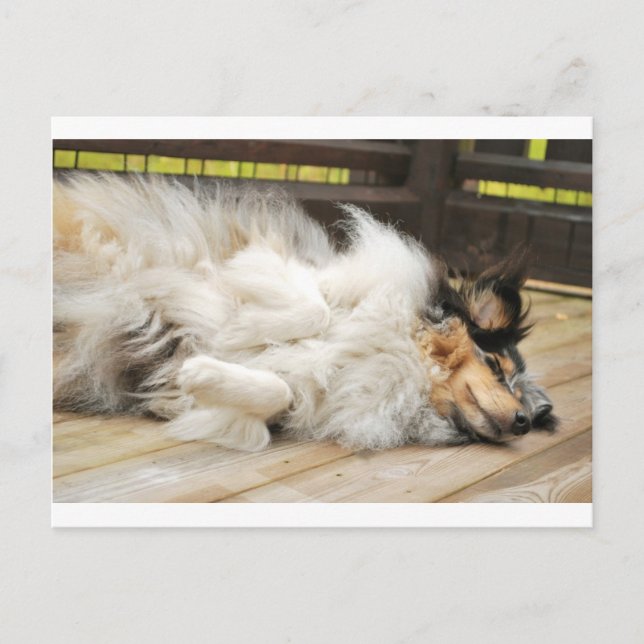 Postal Shetland Sheepdog (Anverso)