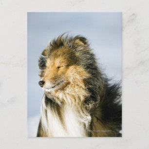Postal Shetland Sheepdog