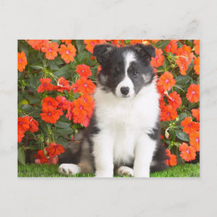 Postal Shetland Sheepdog