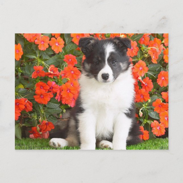 Postal Shetland Sheepdog (Anverso)