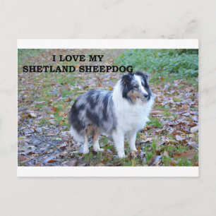 Postal shetland-sheepdog-azul merle blanco tan amor con f
