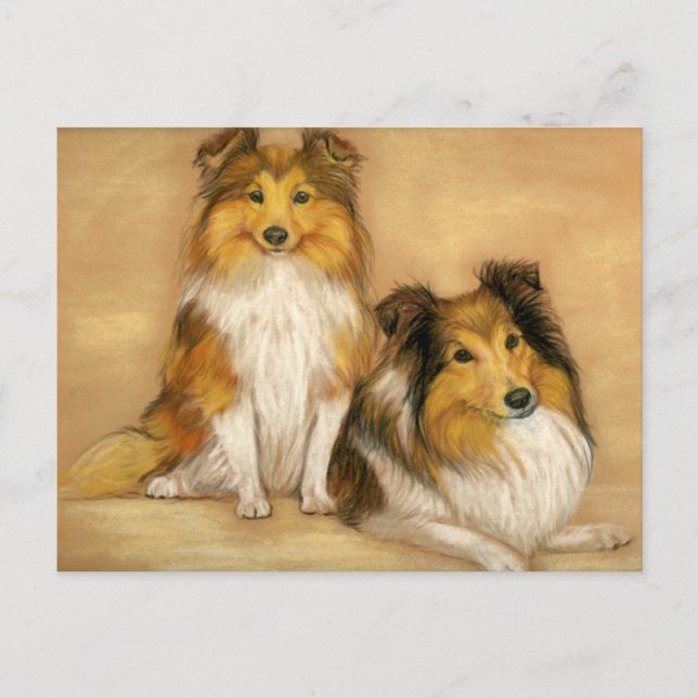 Postal Shetland Sheepdog Sheltie Dog Art Postcard (Anverso)