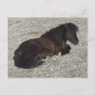 Postal Shettland Pony Miniatura de Stallion de Caballo