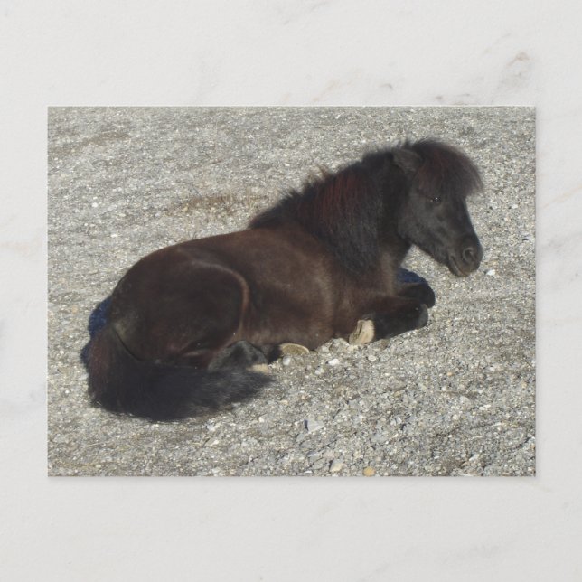 Postal Shettland Pony Miniatura de Stallion de Caballo (Anverso)