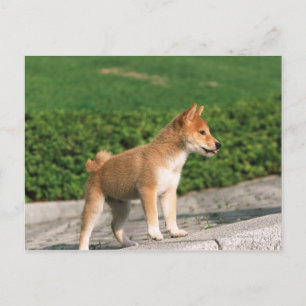 Postal Shiba de mediana japonesa 2