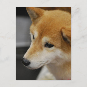 Postal Shiba Inu