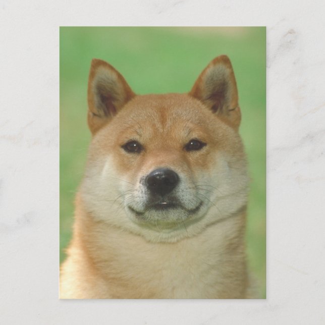 Postal Shiba Inu (Anverso)