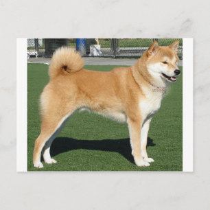 Postal Shiba Inu lleno