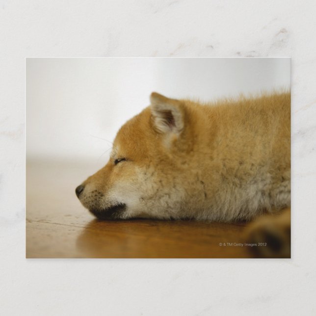 Postal Shiba-ken durmiendo 3 (Anverso)