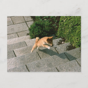 Postal Shiba media japonesa 3
