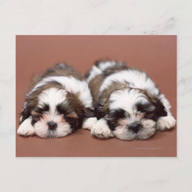 Postal Shih Tzu (Anverso)