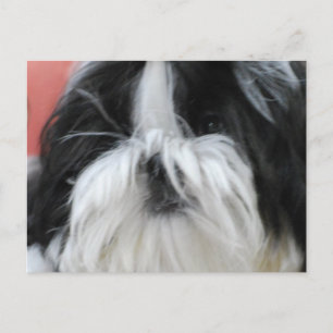 Postal Shih Tzu