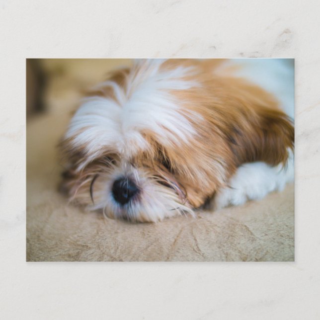 Postal Shih Tzu (Anverso)