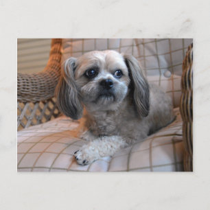 Postal Shih Tzu