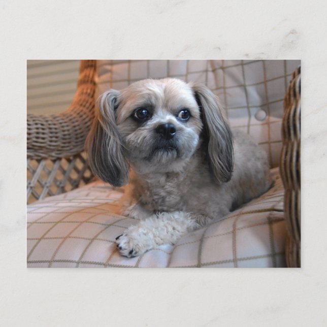 Postal Shih Tzu (Anverso)
