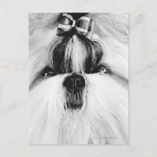 Postal Shih Tzu
