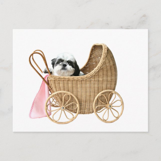 Postal Shih Tzu baby buggy (Anverso)