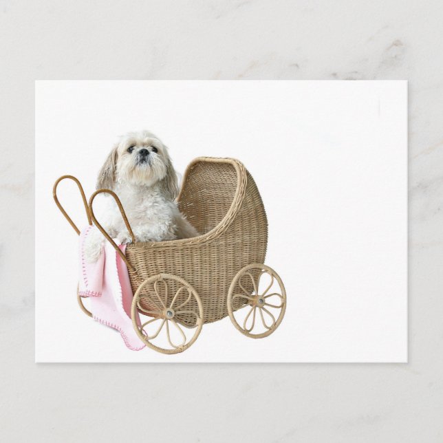 Postal Shih Tzu baby buggy (Anverso)