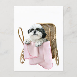 Postal Shih Tzu baby buggy